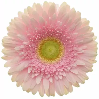 Gerbera GR ROMELLA 10cm