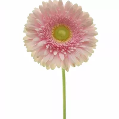 Gerbera GR ROMELLA 10cm