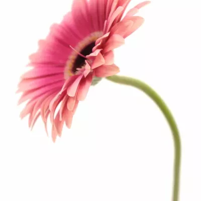 Gerbera GR ROSKILDE 10cm