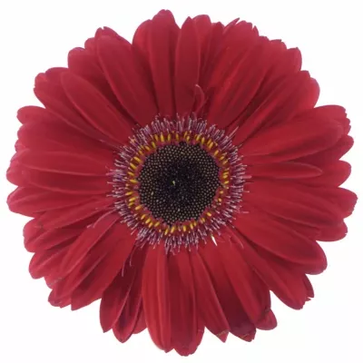 Gerbera GR RUBY RED 10cm