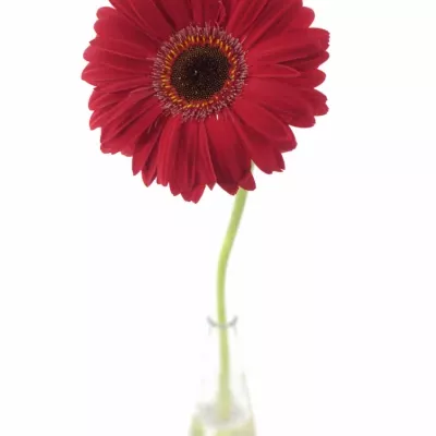 Gerbera GR RUBY RED 10cm