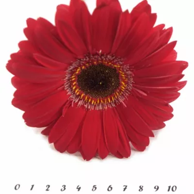 Gerbera GR RUBY RED 10cm