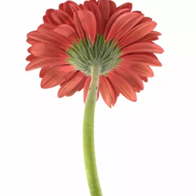 Gerbera GR RUBY RED 10cm