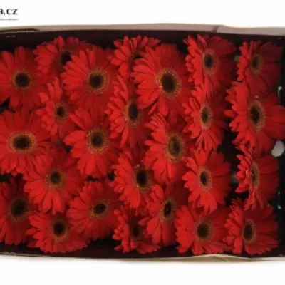 Gerbera GR RUBY RED 10cm