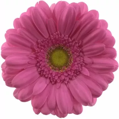 Gerbera GR SAMARA