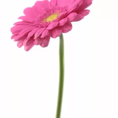 Gerbera GR SAMARA