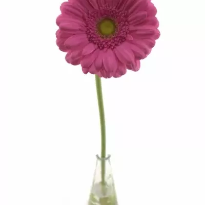 Gerbera GR SAMARA