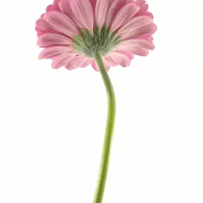 Gerbera GR SAMARA