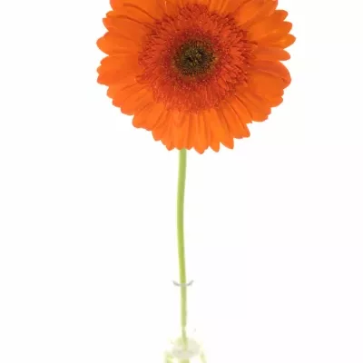 Gerbera GR SAROLTA 10cm