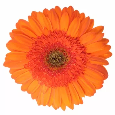 Gerbera GR SAROLTA 10cm