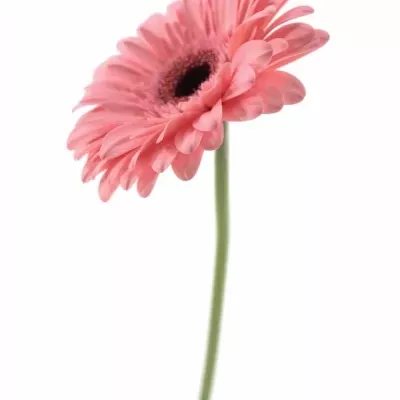 Gerbera GR SCALA 