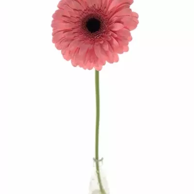 Gerbera GR SCALA 