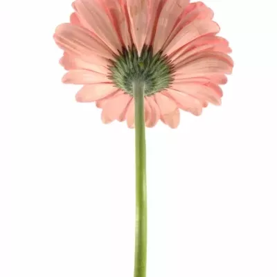 Gerbera GR SCALA 