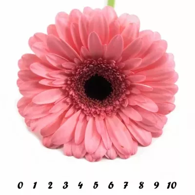 Gerbera GR SCALA 