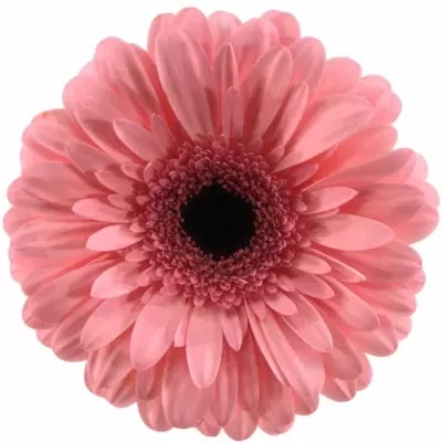 Gerbera GR SCALA 