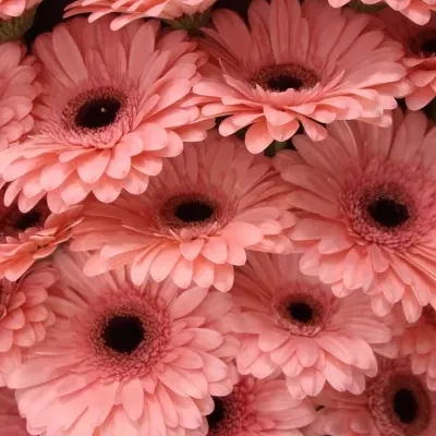 Gerbera GR SCALA 