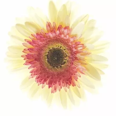 Gerbera GR SHIMMER