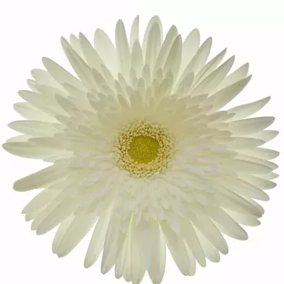 Gerbera GR SILVERSNOW