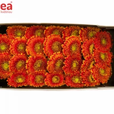 Gerbera GR SINGSING 10cm