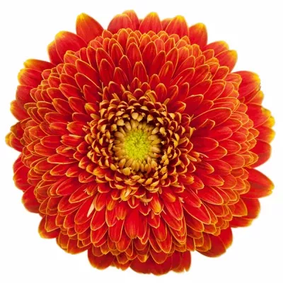 Gerbera GR SINGSING 10cm