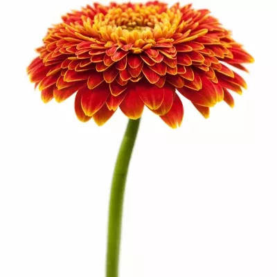 Gerbera GR SINGSING 10cm