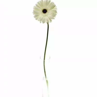 Gerbera GR SNOW KING 10cm