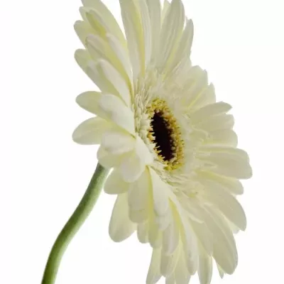 Gerbera GR SNOW KING 10cm