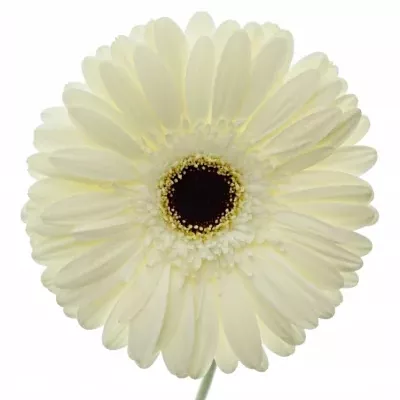 Gerbera GR SNOW KING 10cm