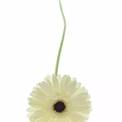 Gerbera GR SNOW KING 10cm