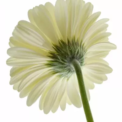 Gerbera GR SNOW KING 10cm