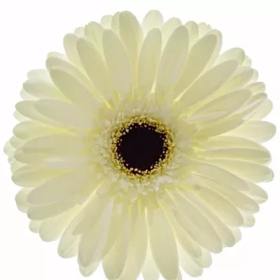 Gerbera GR SNOW KING 10cm