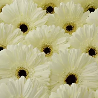 Gerbera GR SNOW KING 10cm