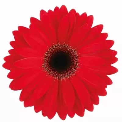 Gerbera GR SOHO 10cm