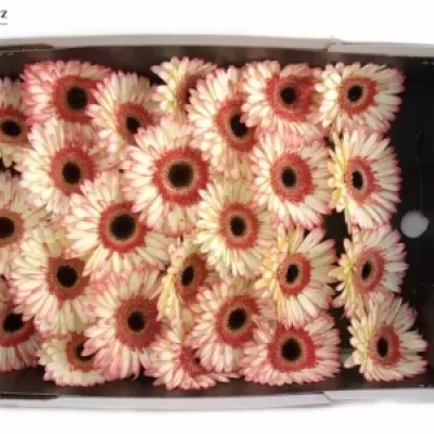 GERBERA GR SORBET