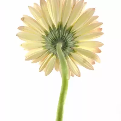 GERBERA GR SORBET