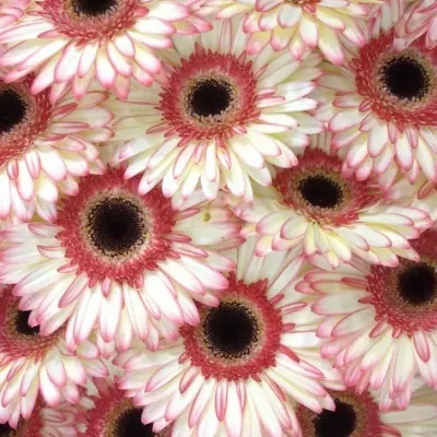 GERBERA GR SORBET