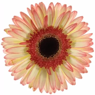 GERBERA GR SORBET