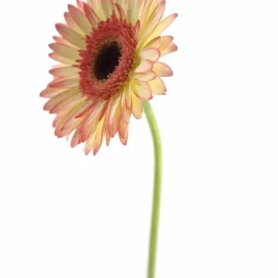 GERBERA GR SORBET