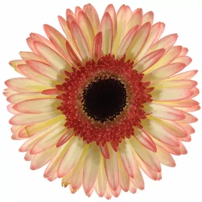 GERBERA GR SORBET