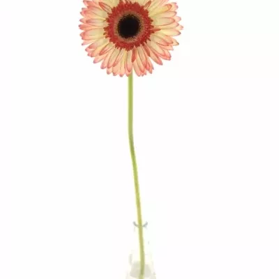 GERBERA GR SORBET