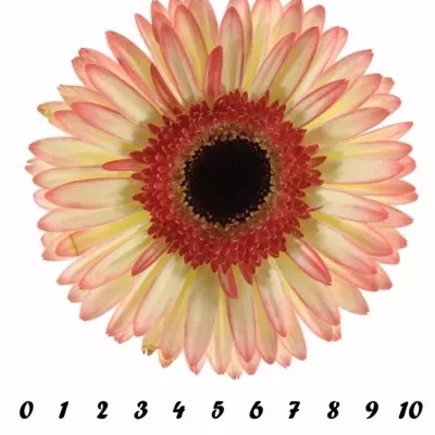 GERBERA GR SORBET