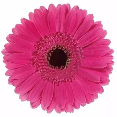 Gerbera GR SOUL SISTER 10cm