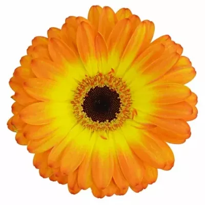 Gerbera GR SPINELLI