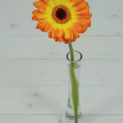 Gerbera GR SPINELLI