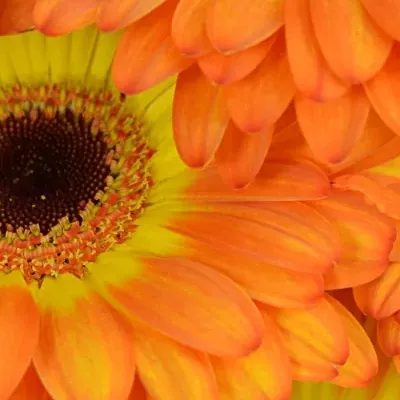 Gerbera GR SPINELLI