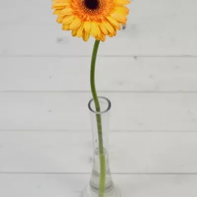 Gerbera GR SPORZA 10cm