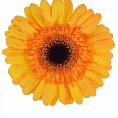 Gerbera GR SPORZA 10cm