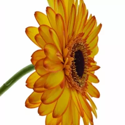 Gerbera GR SPOTLIGHT 10cm