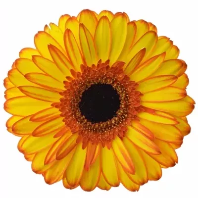 Gerbera GR SPOTLIGHT 10cm