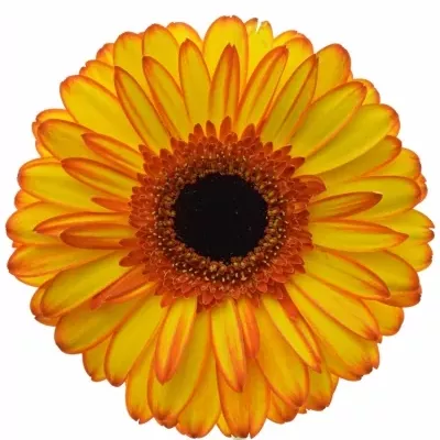 Gerbera GR SPOTLIGHT 10cm